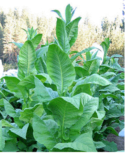 Green Brior Tobacco Plant